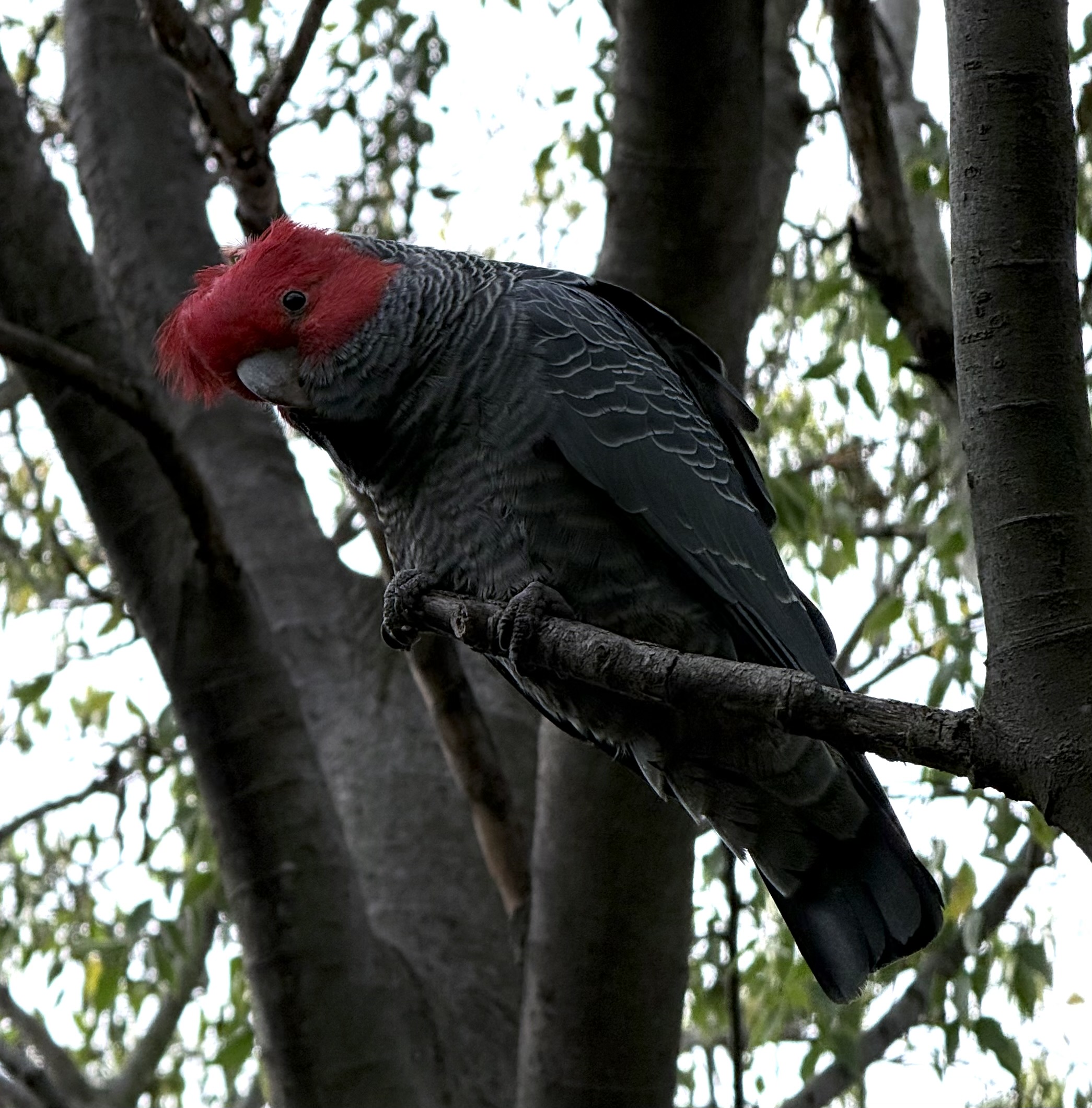 Male Gang-gang cockatoo