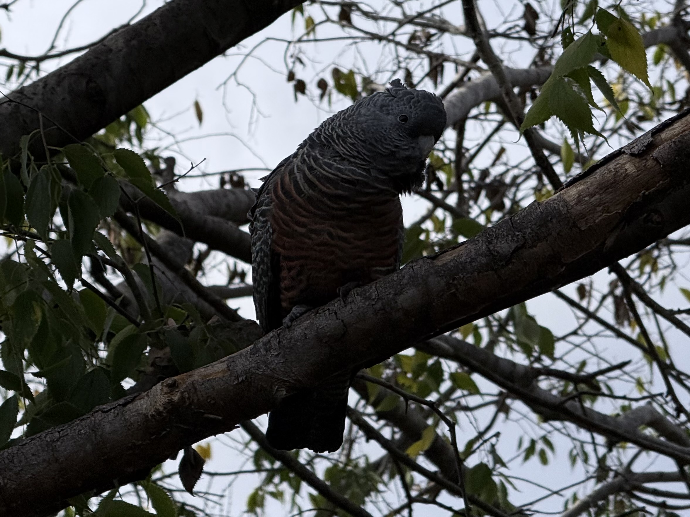 Female or juvenile Gang-gang Cockatoo