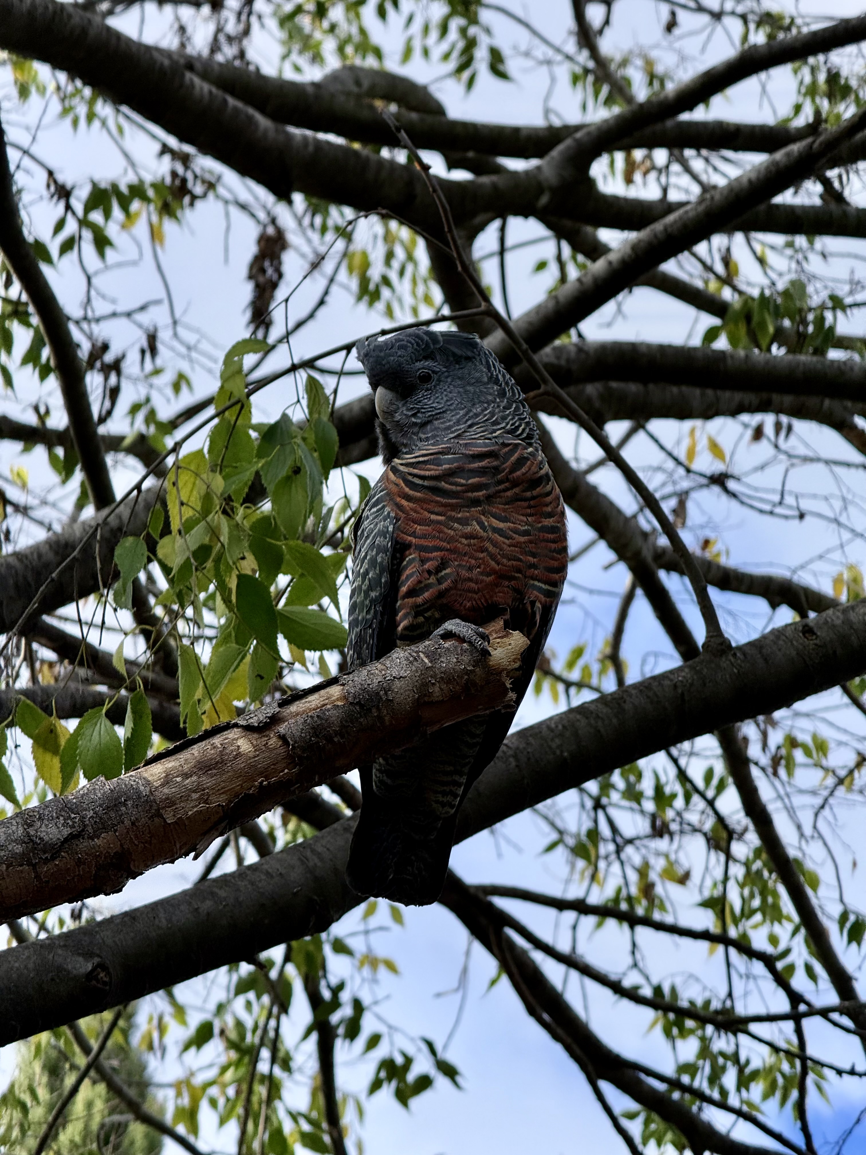 Female or juvenile Gang-gang Cofkatoo
